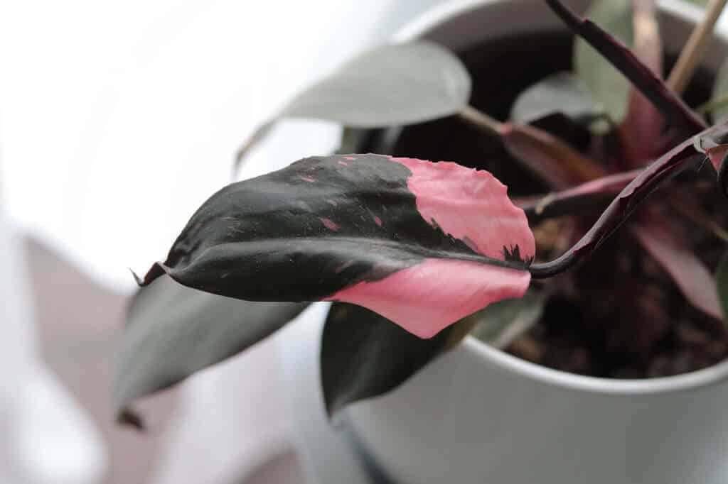 Pink Princess Philodendron Fertilizer