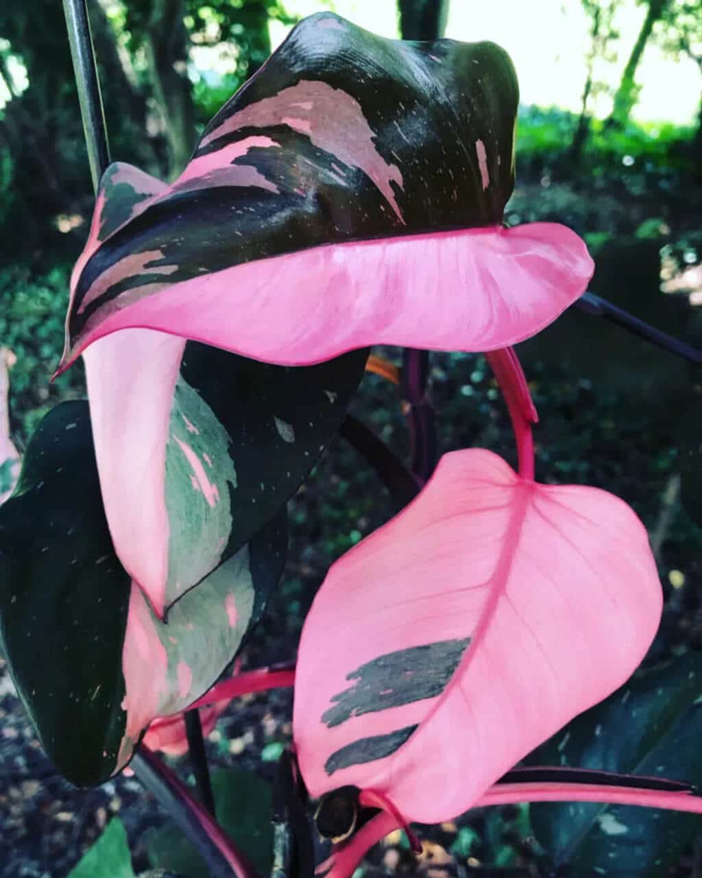 philodendron pink princess Climbing Support