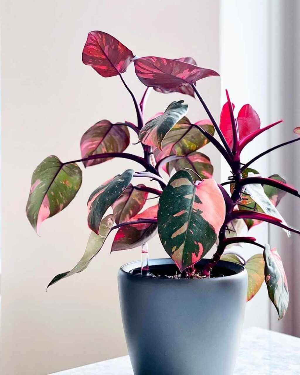 philodendron pink princess Propagation Methods