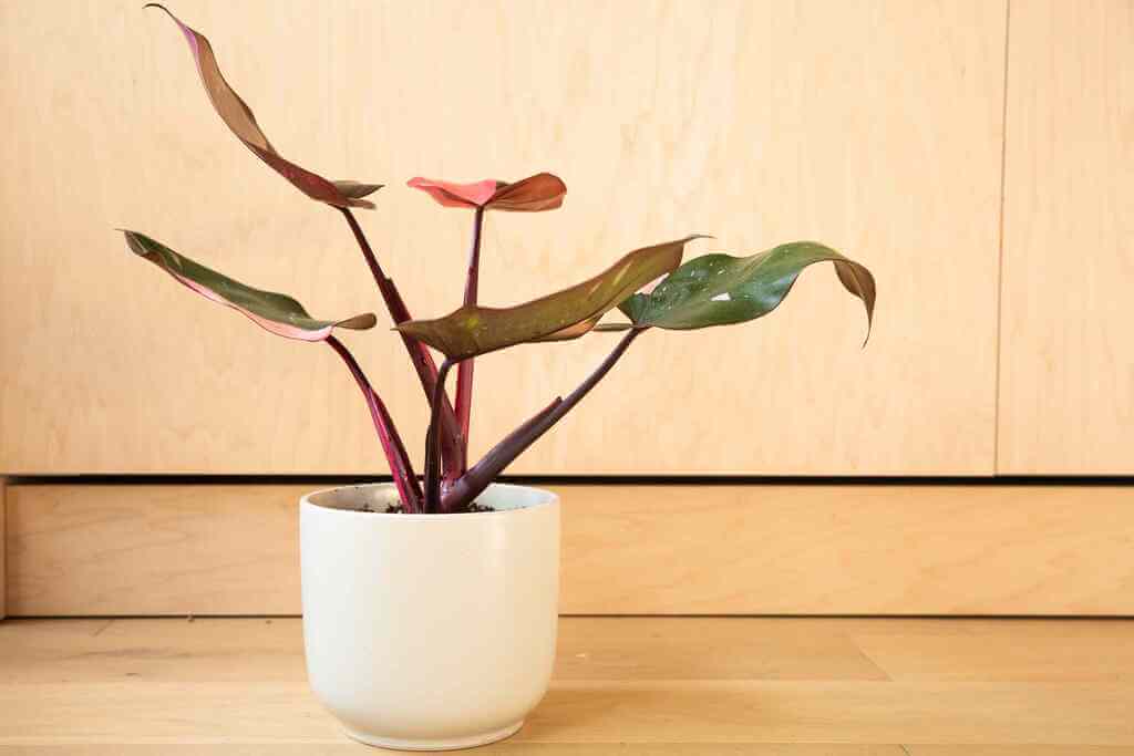 philodendron pink princess Potting and Replanting