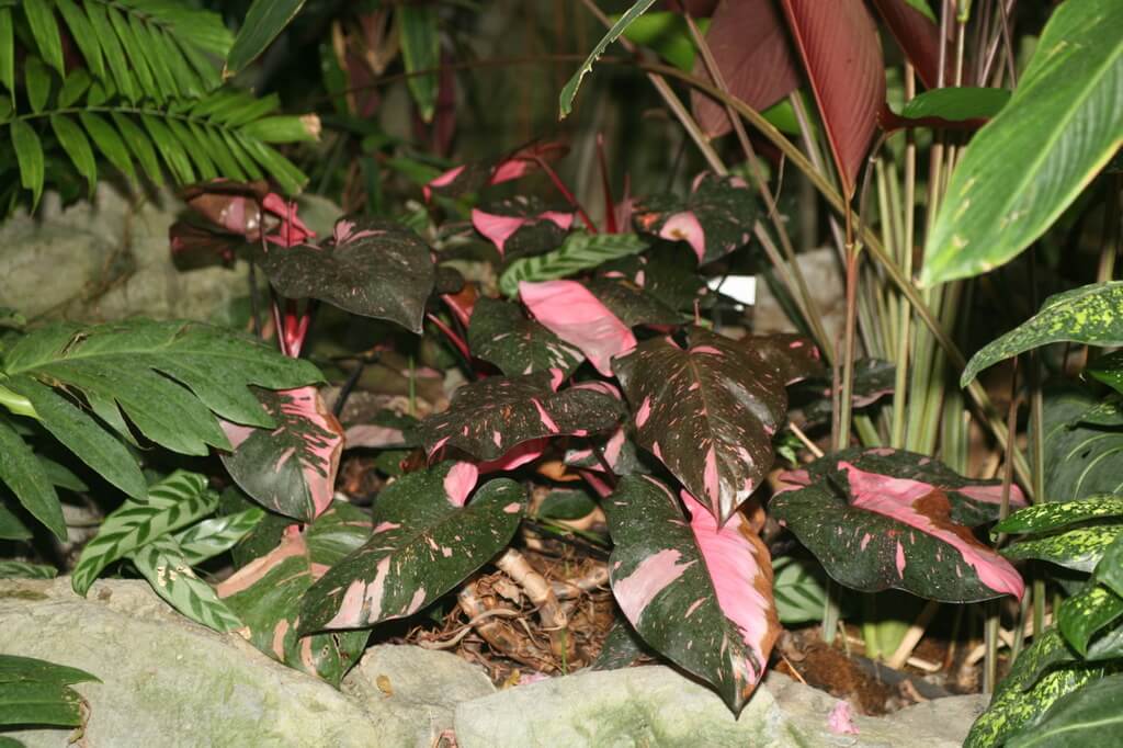 philodendron pink princess Pest and Disease Control