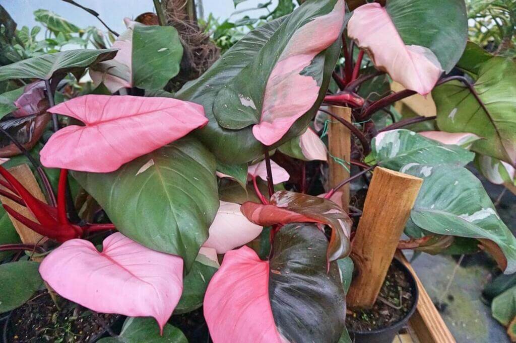 A plant with pink and green leaves in a pot among garden
