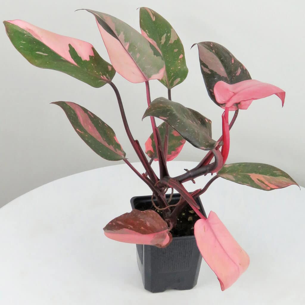 philodendron pink princess plant on a white table