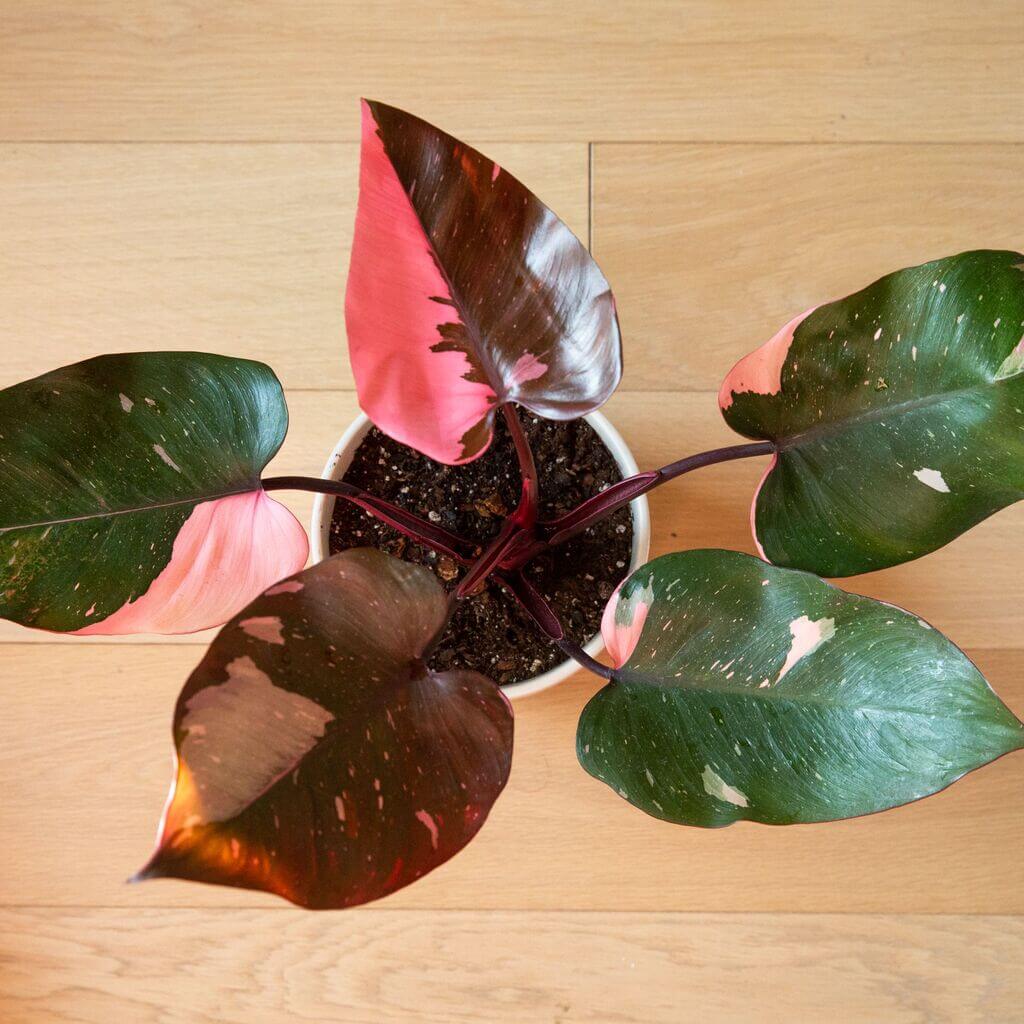 A potted plant with pink and green leaves on table
