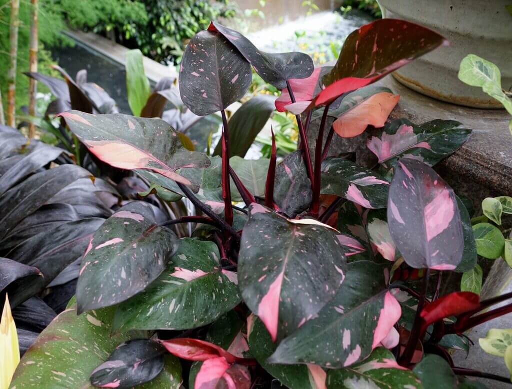 A potted plant with pink and green leaves
