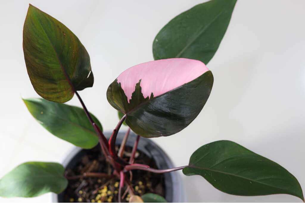 Aerial  pink princess plant with pink and green leaves on a white surface
