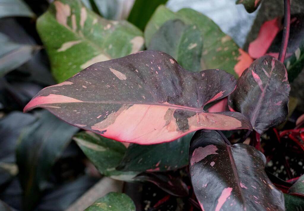  A close up of a pink princess plant with red and green leaves
