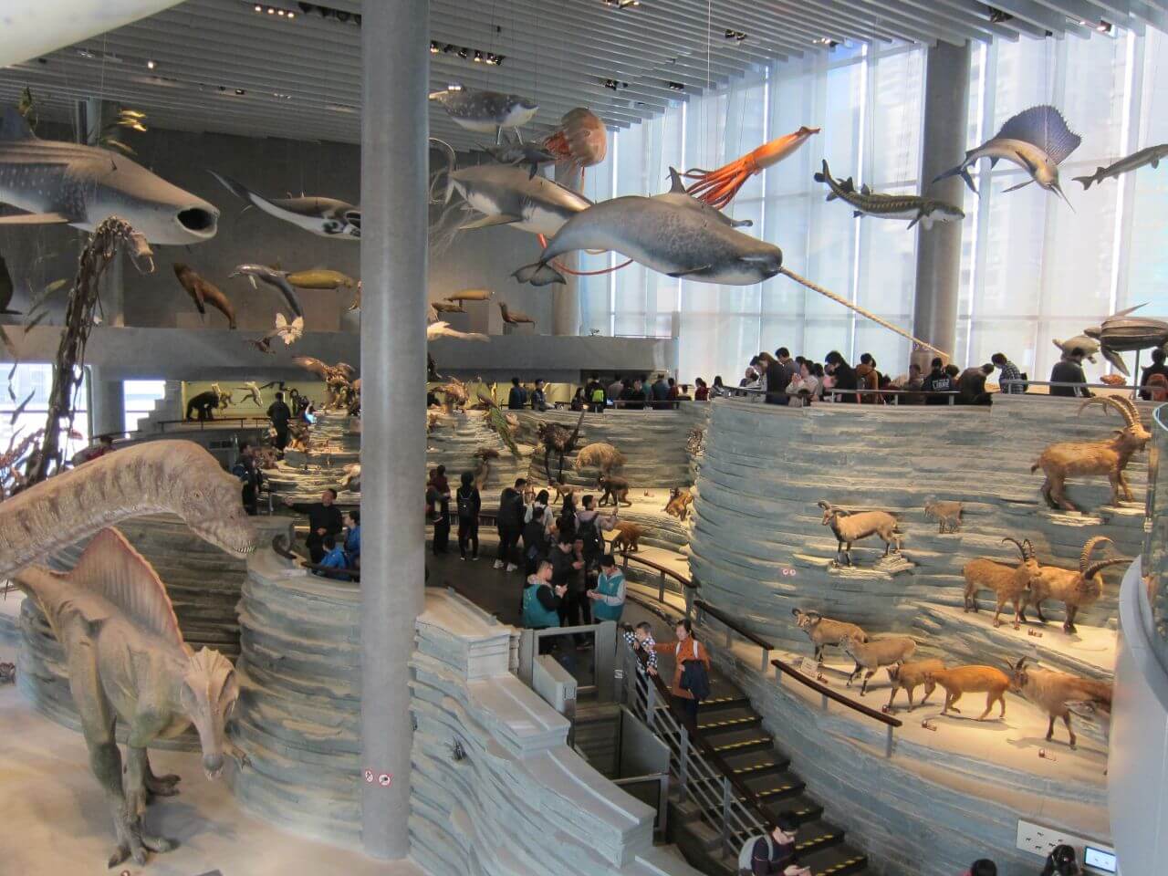 shanghai natural history museum