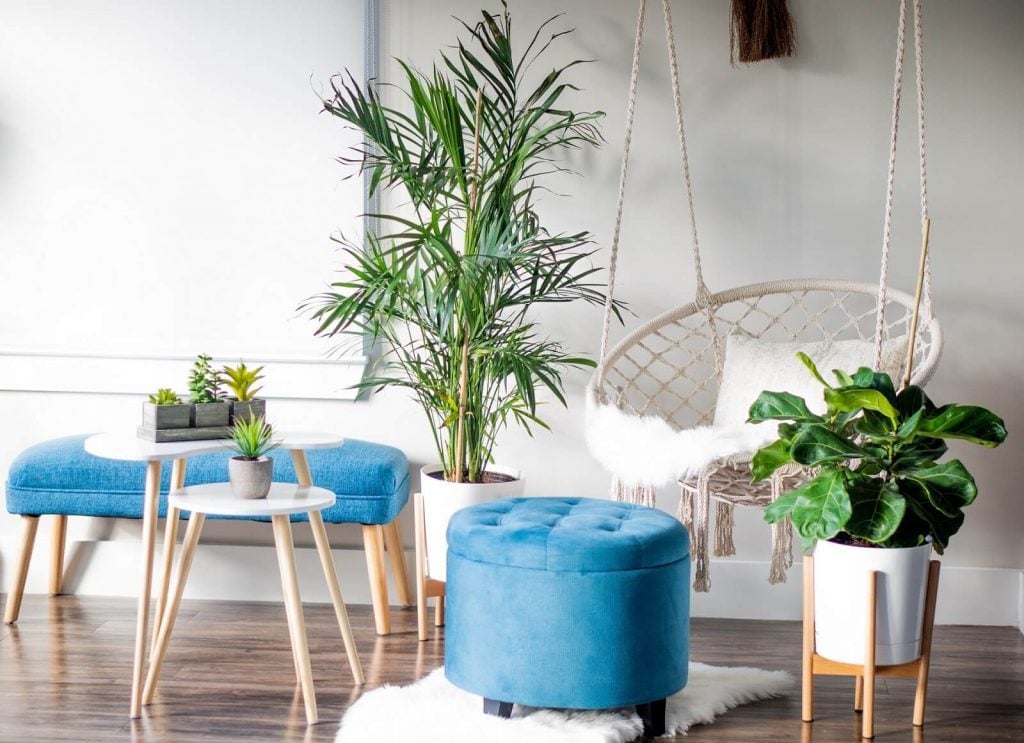 Get A Plant in to Interior Design