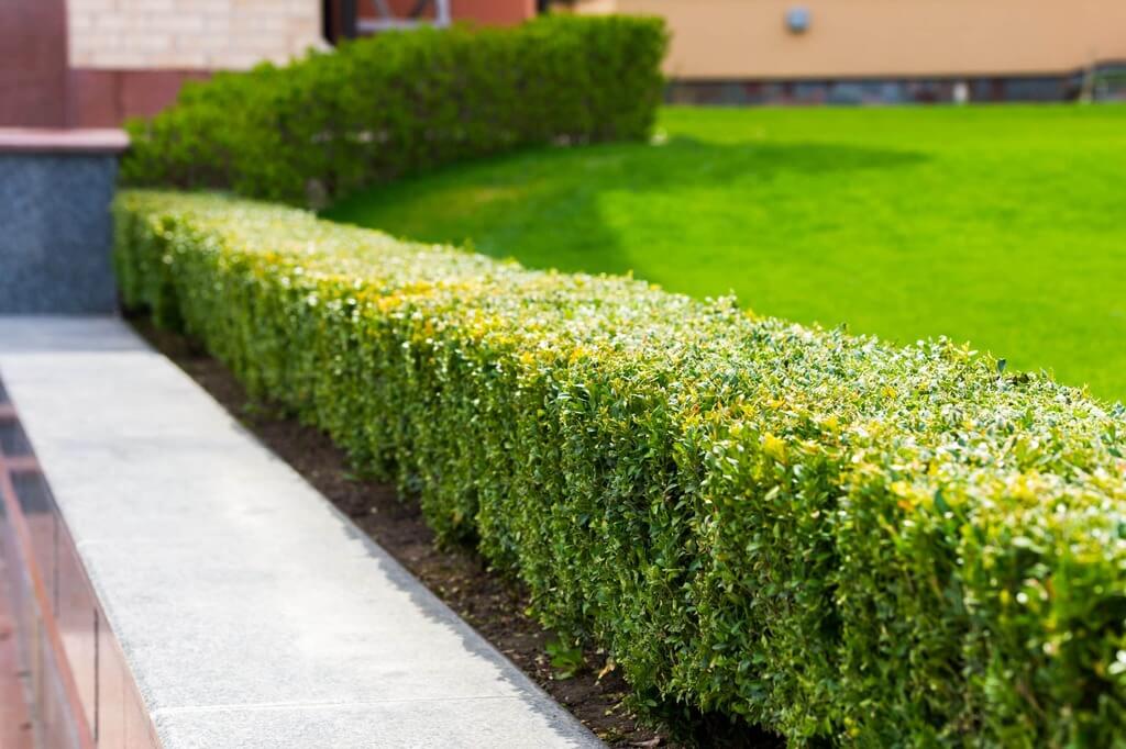 Hedge edging ideas