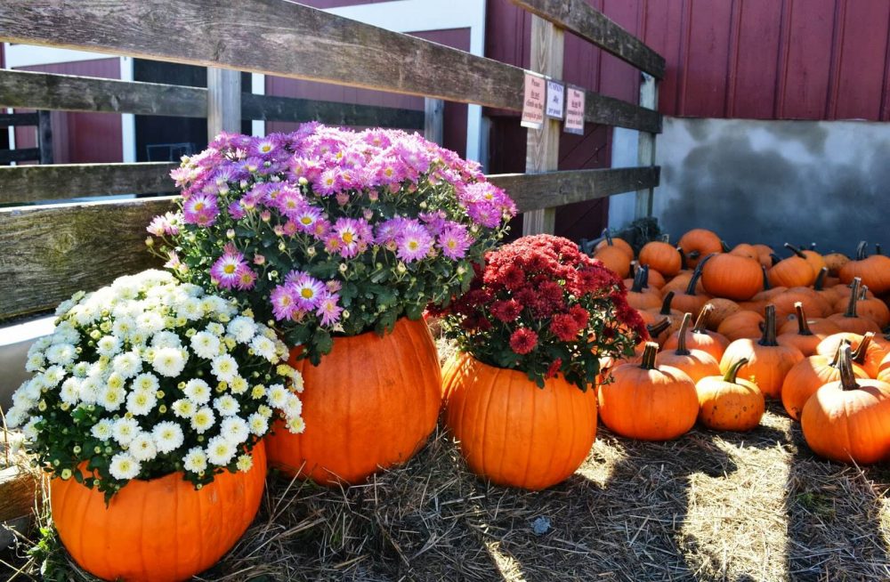 Rustic pumpkin embellishment ideas
