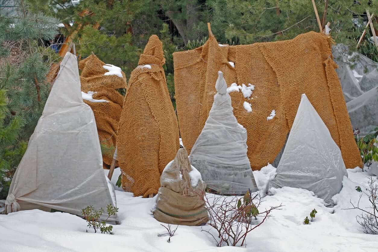 Protect Plants from Frost