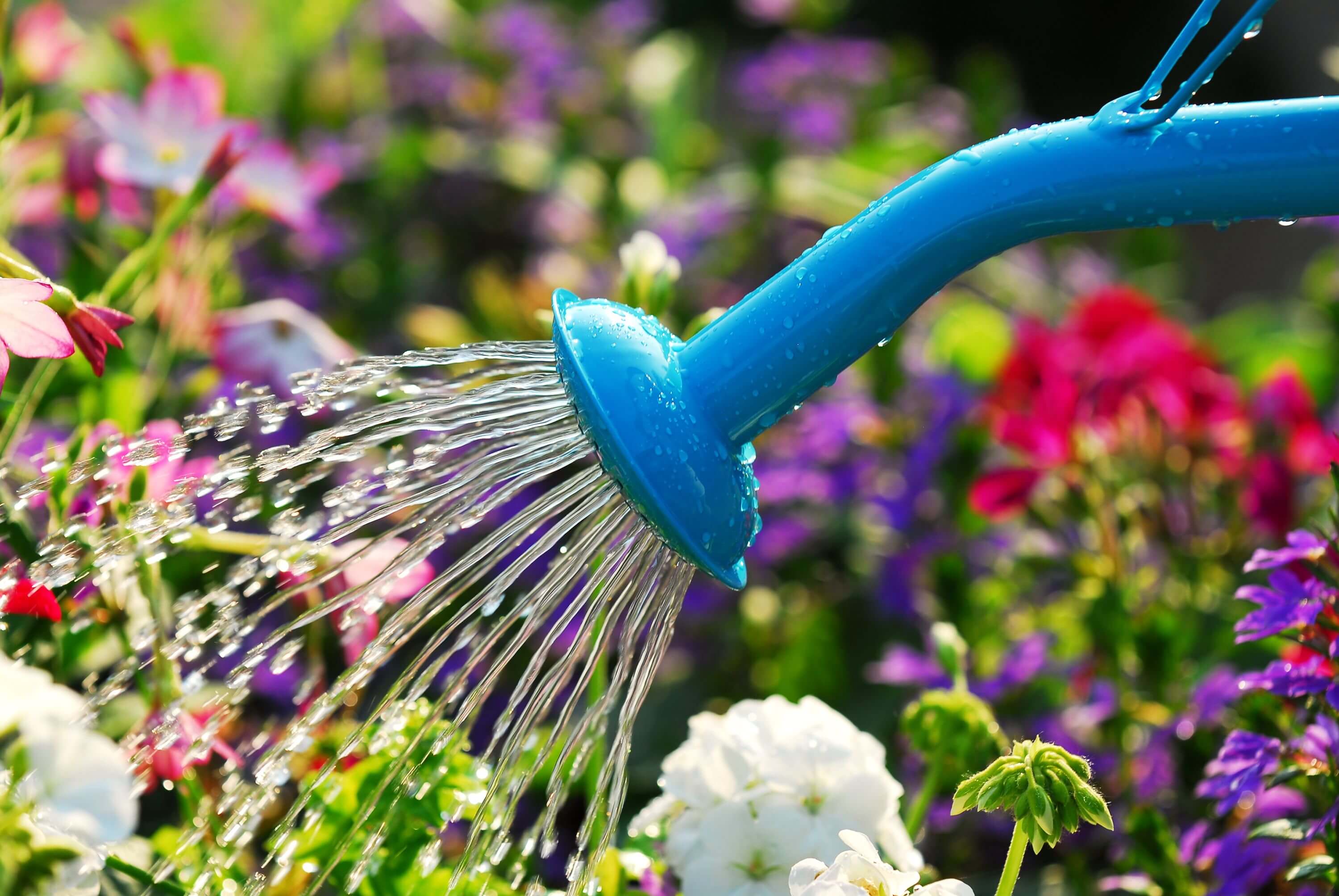 Fall Watering Wards off Wind Damage