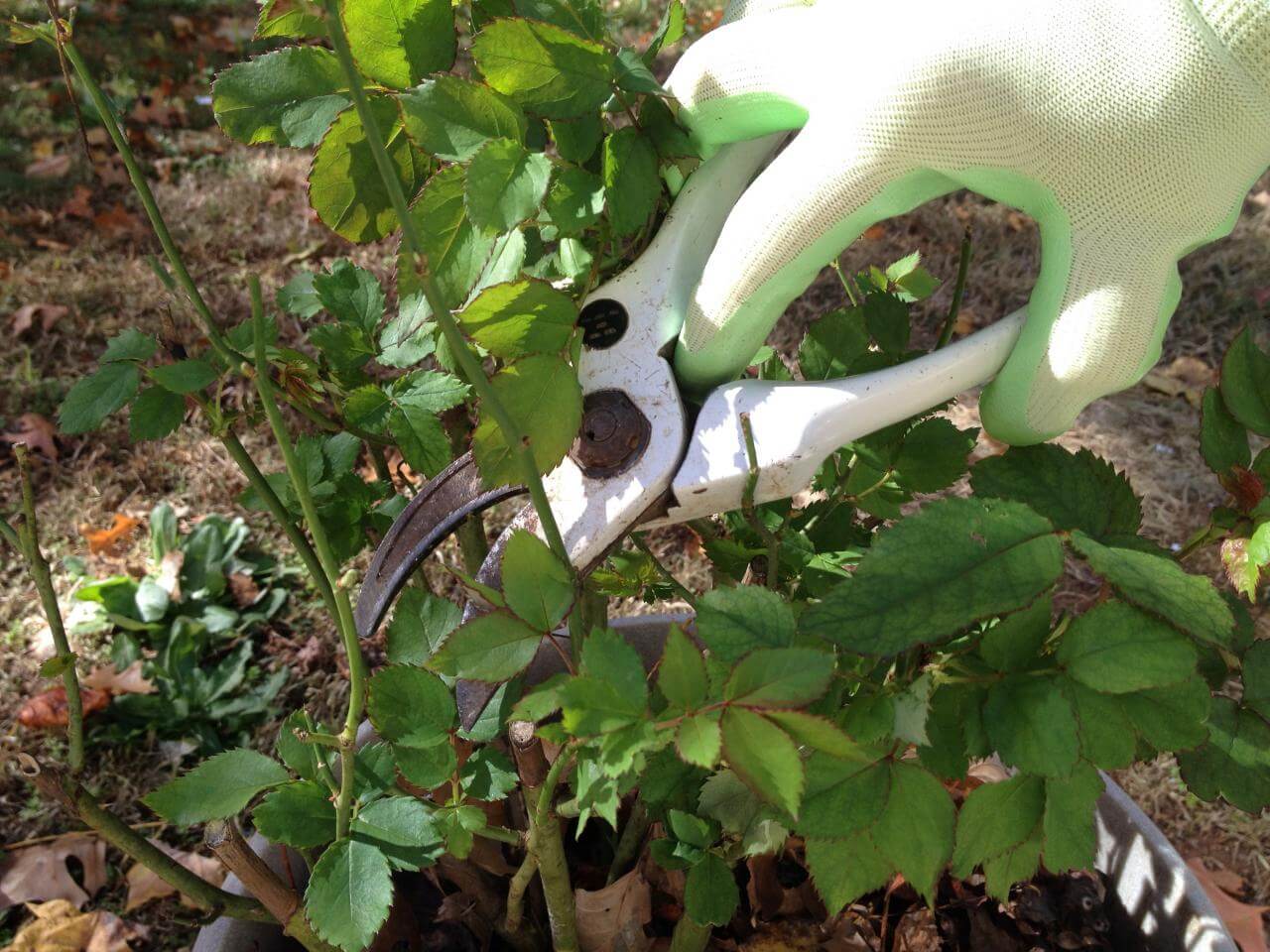 Fall Pruning