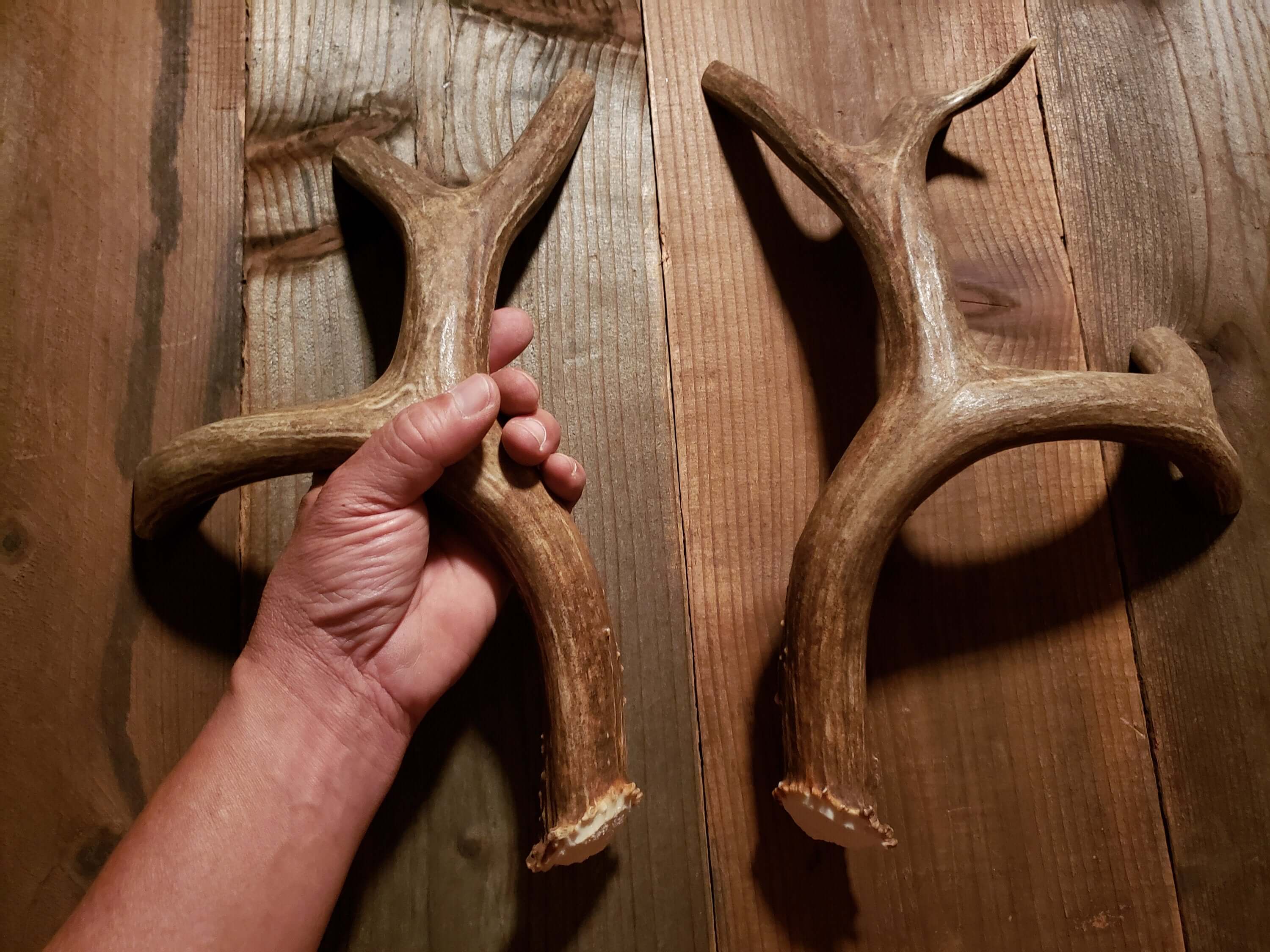 small hunting cabins Deer Antlers