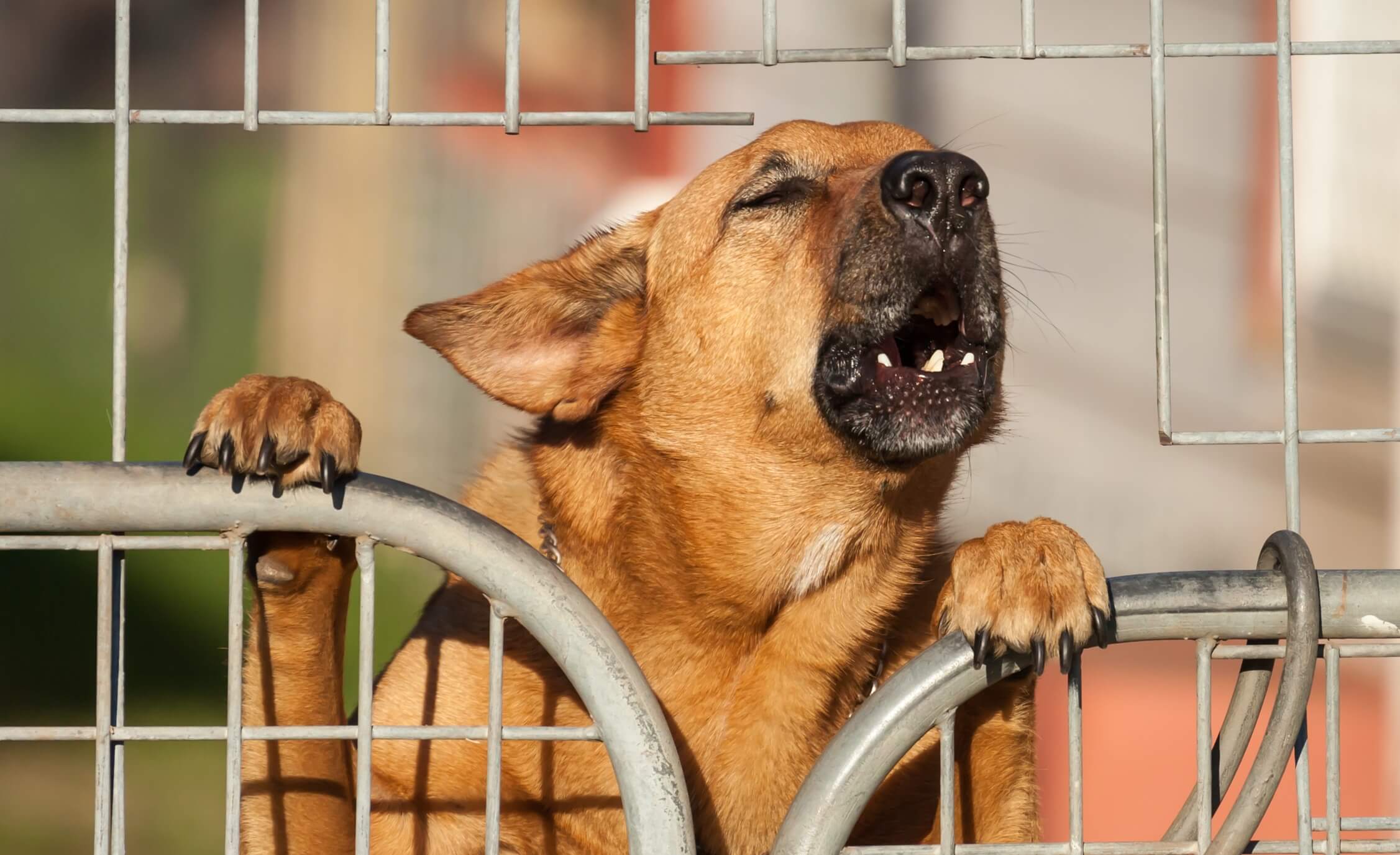 Tips to Secure Your Home :  Have a Guard Dog