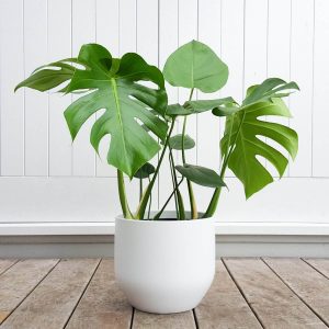 Top 11 Tropical House Plants to Create your Own Green Space ...