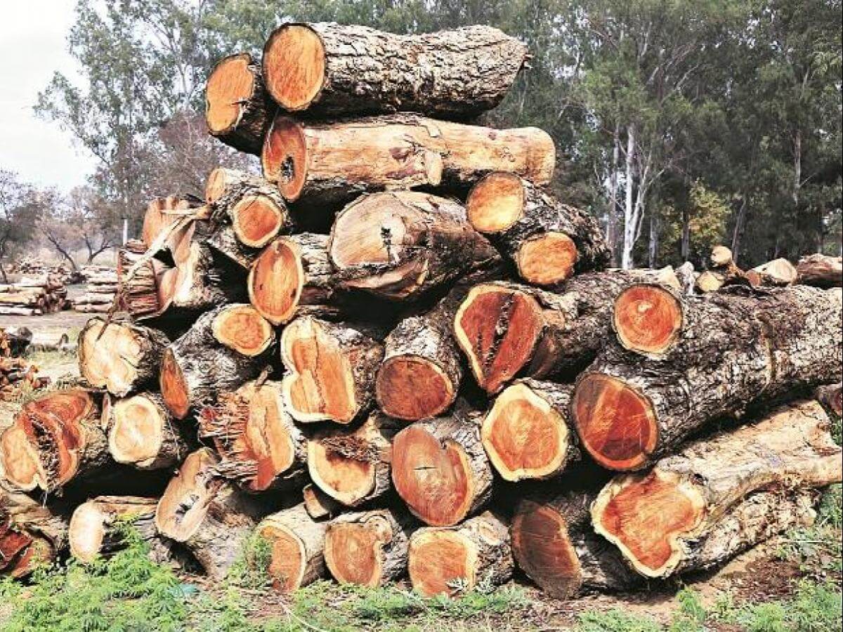 sheesham wood raw material