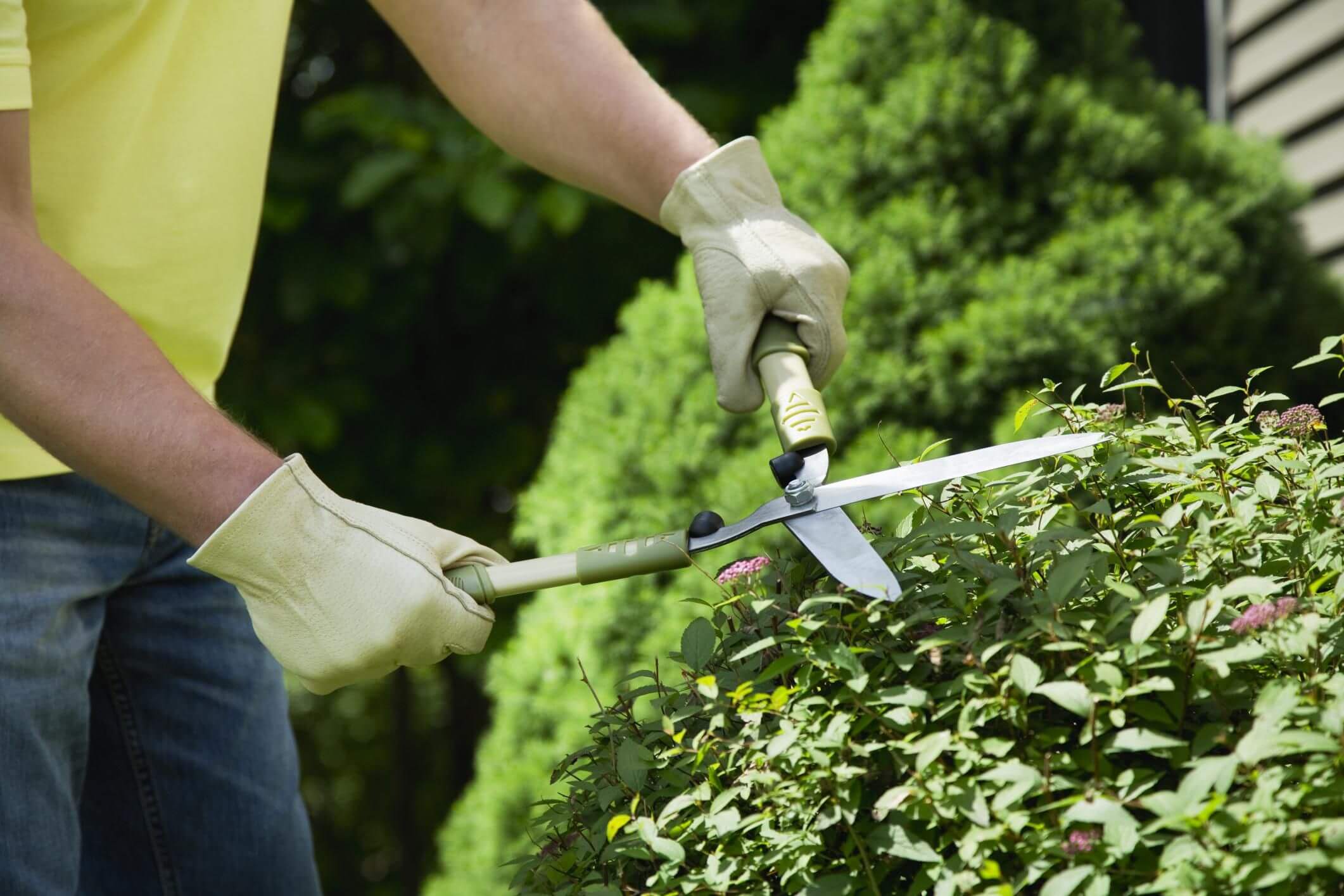 Trim Bushes and Boarders