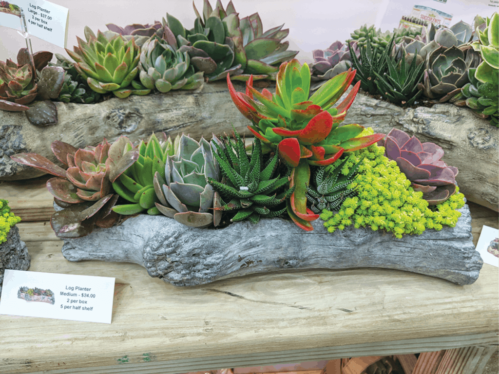 A display of succulents and other plants on a table
