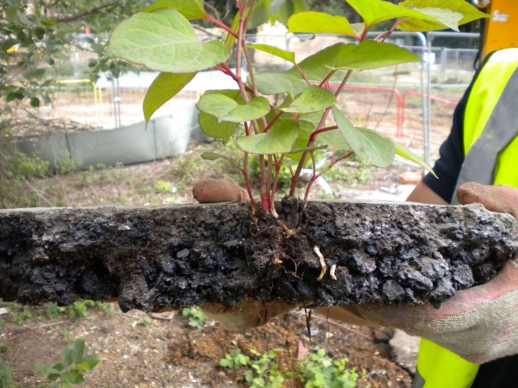 A man holding a Japanese Knotweed with dirt on it
