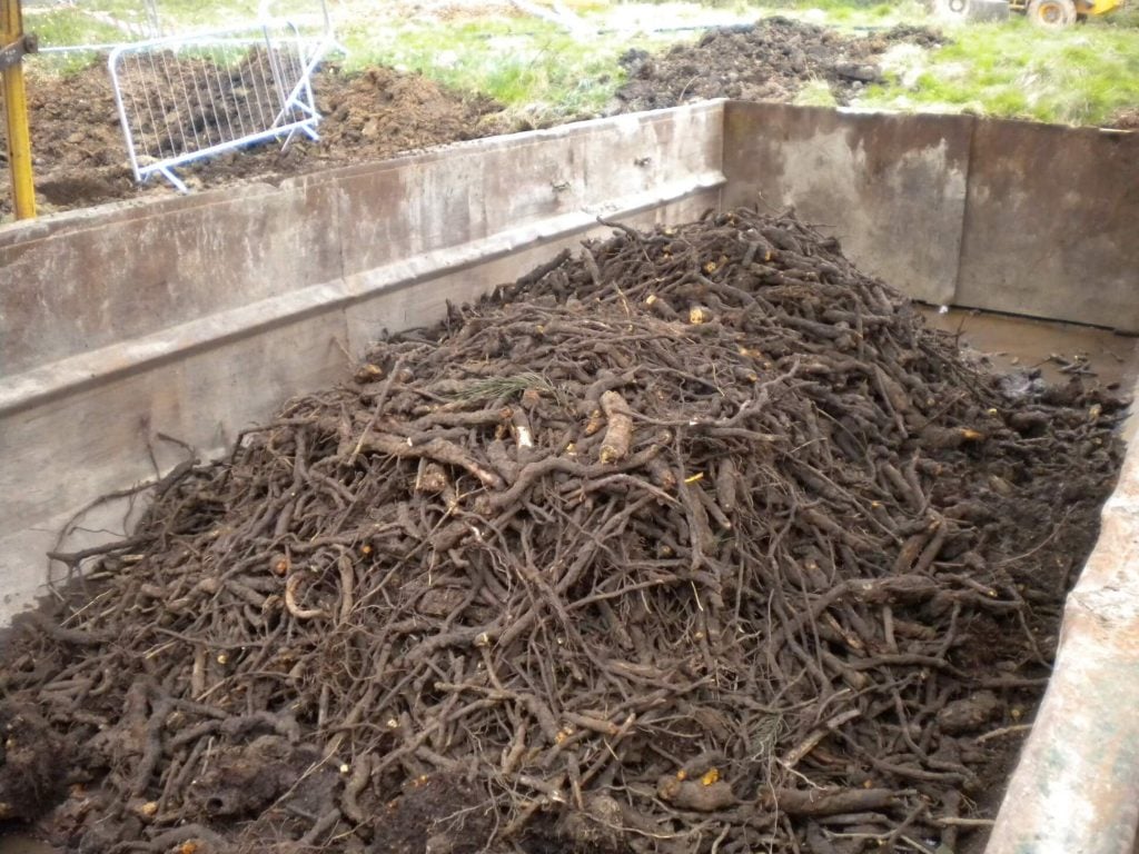 A pile of Japanese Knotweed in the middle of a garden
