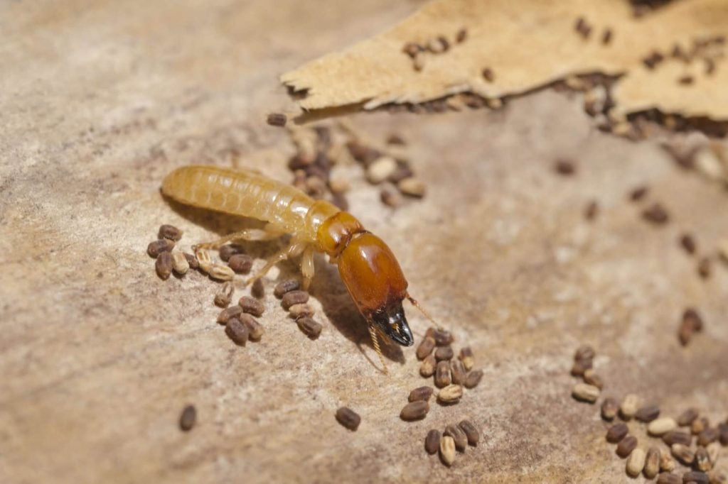 Drywood Termites in Furniture