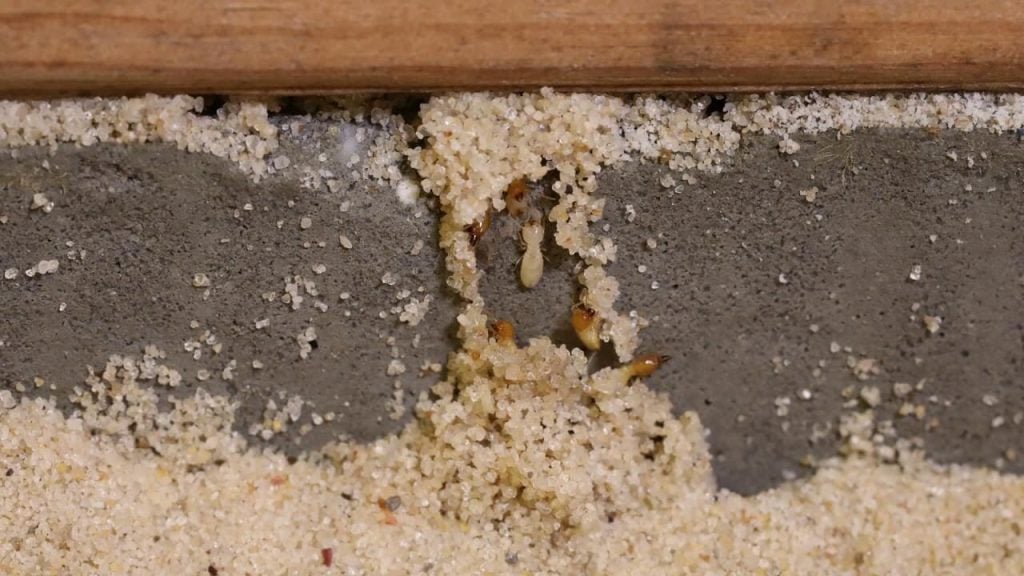 Signs of Termites in Furniture