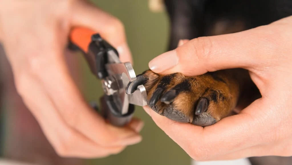 Do trim your pet's nails