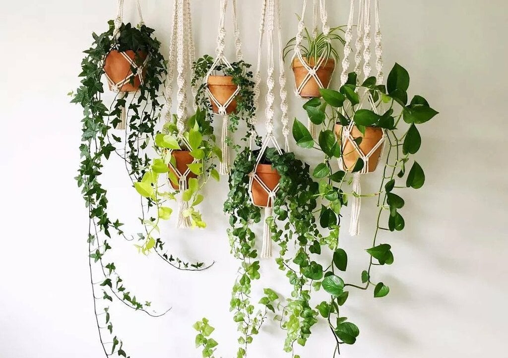 Adorable Twisted Plant Hangers