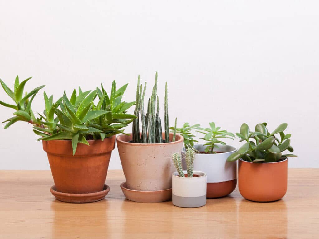 Succulents  in Living Space
