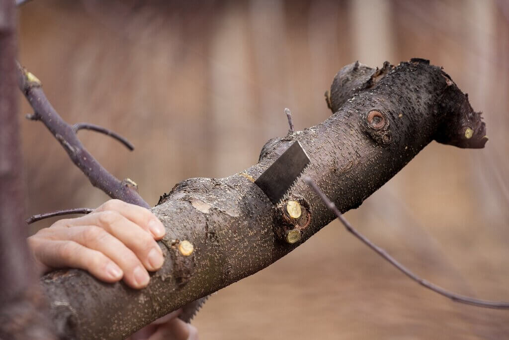 A person holding a tree branch with a knife stuck in it
