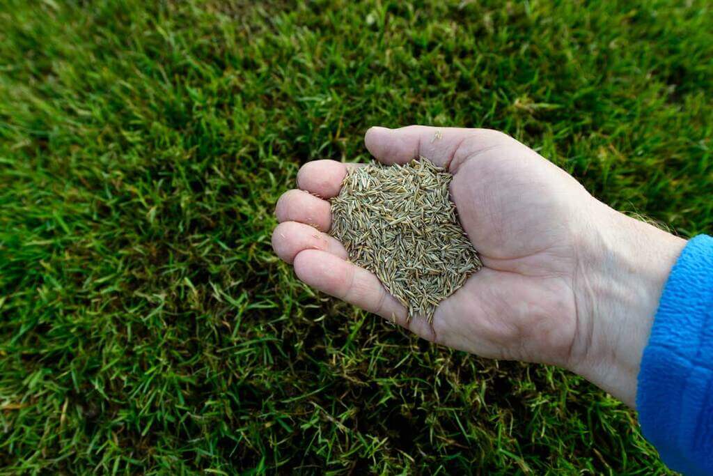 Understanding the Grass Seed Germination Process