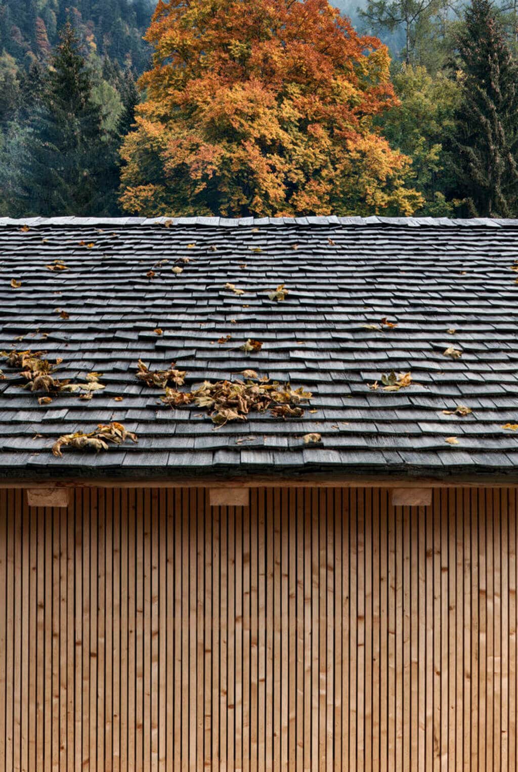 Bellerine Cabin in fall