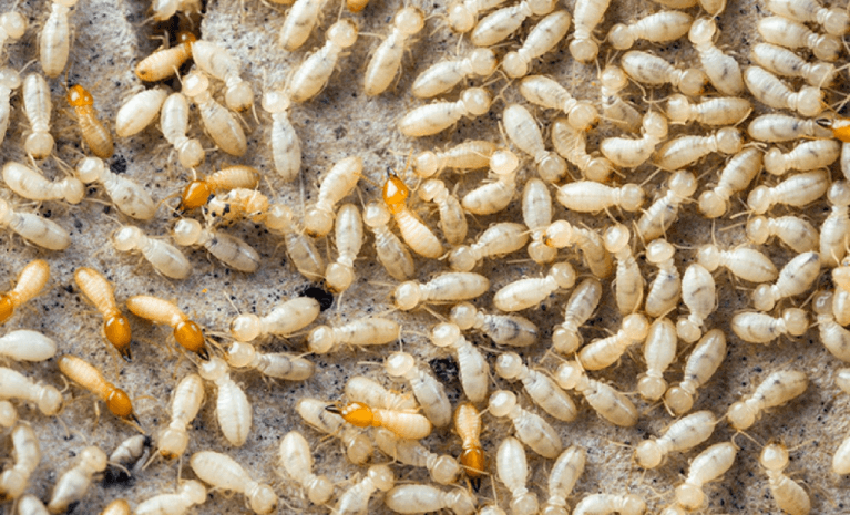 Ways to Treat Termites from home