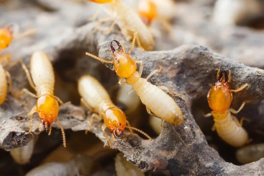 Ways to Treat Termites effectively