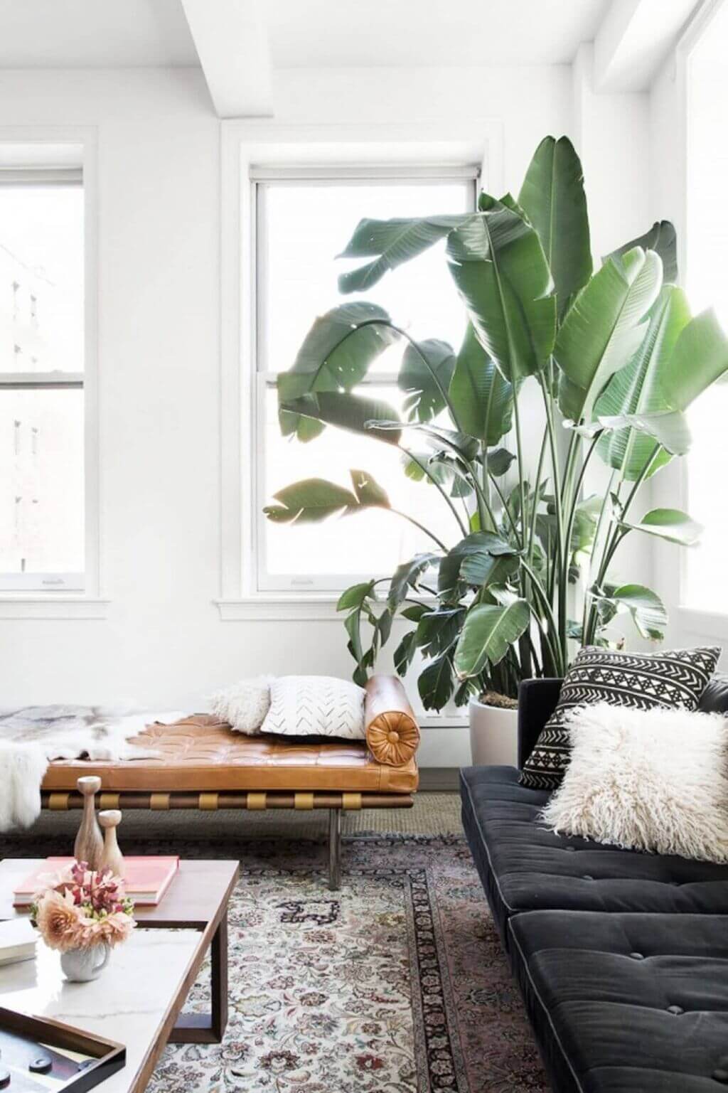 A living room filled with furniture and a large plant
