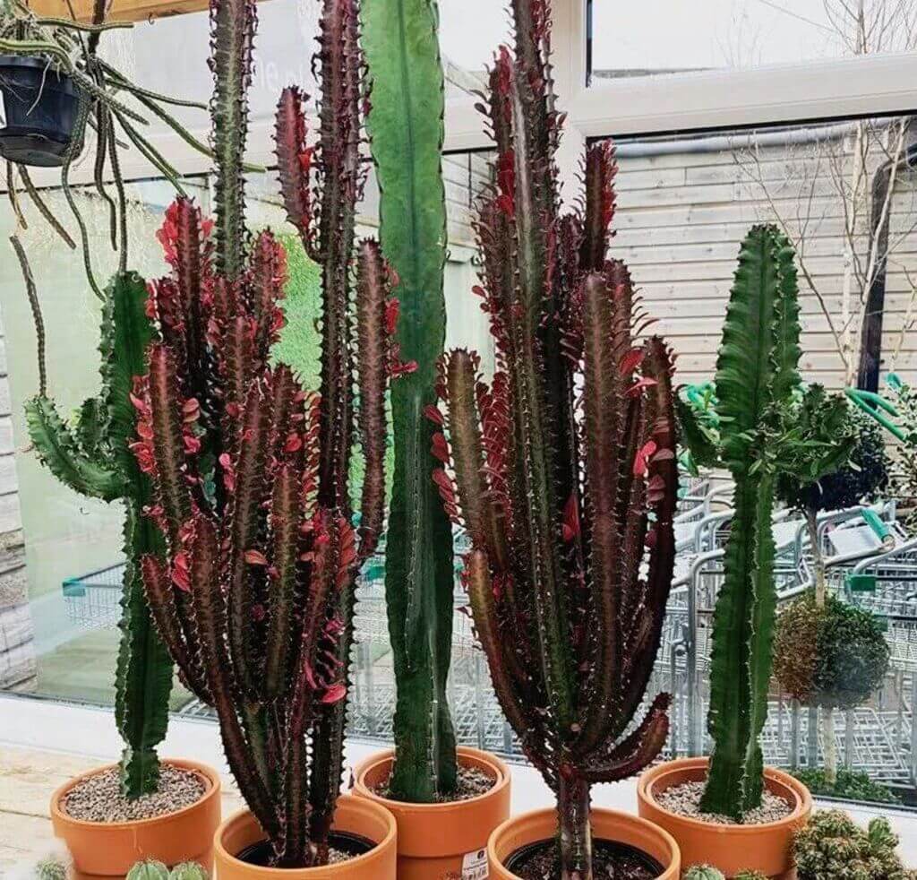A group of cactus plants sitting on the floor
