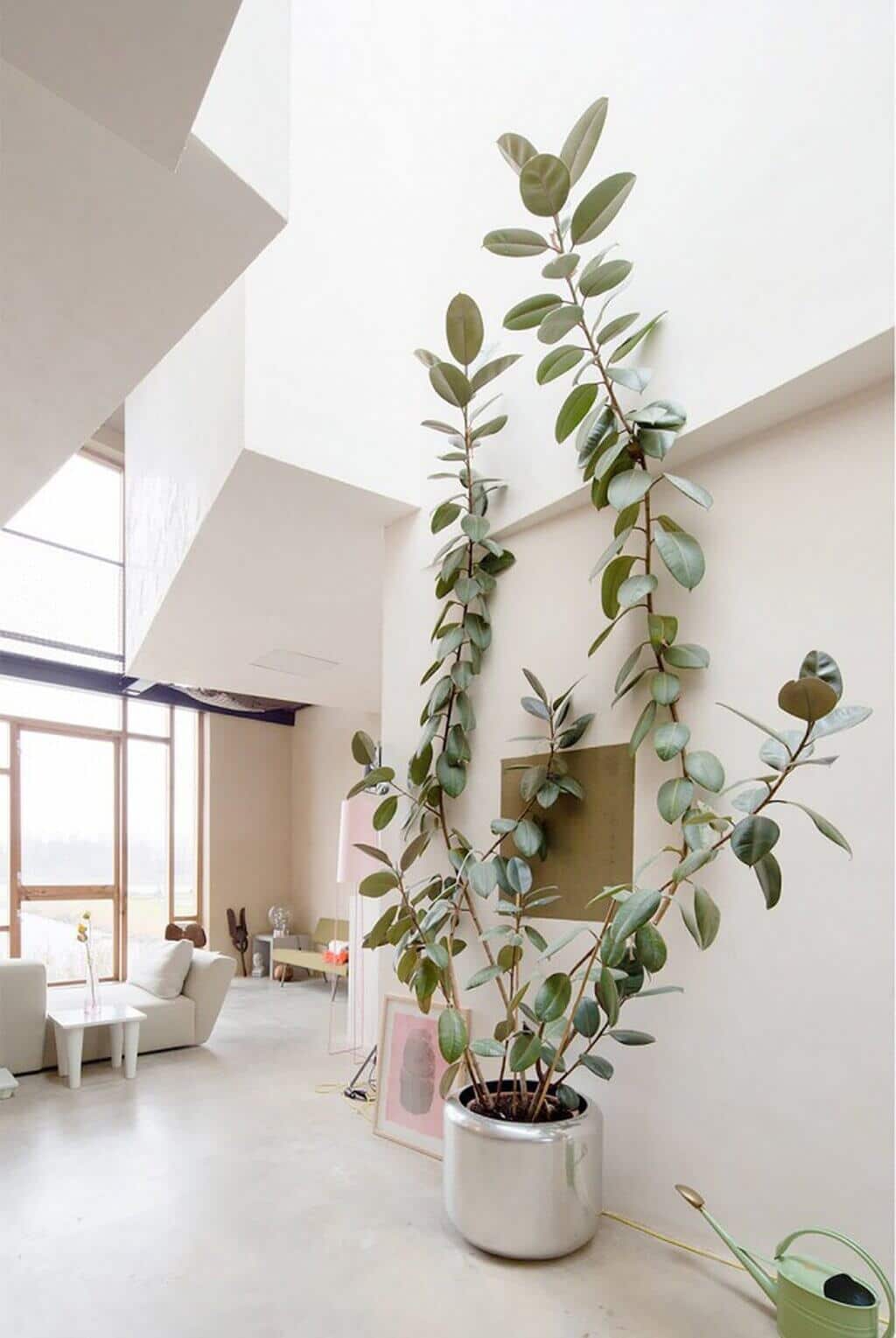 A Rubber Plant in a white pot on a table
