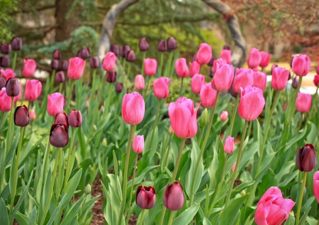 Spring Fling Tulips flower bed ideas