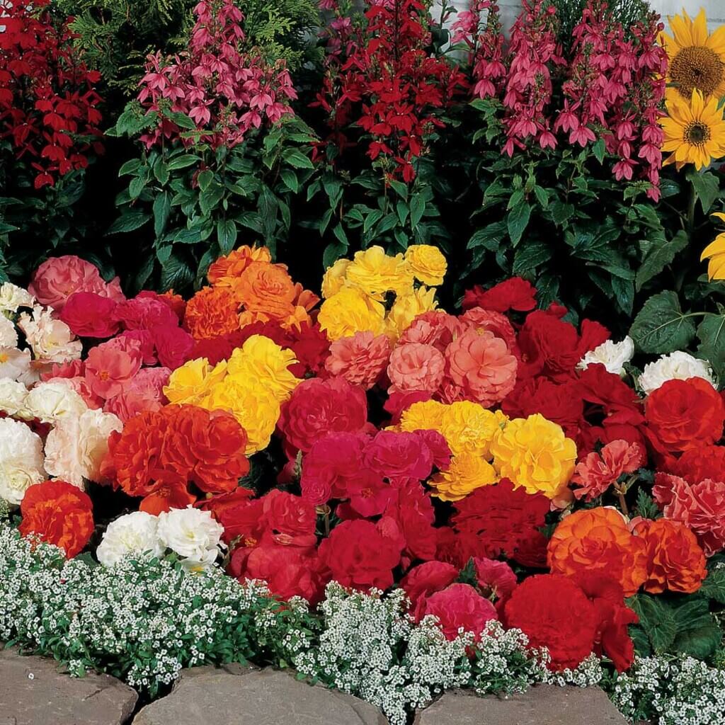 Beautiful Big Begonias flower bed ideas