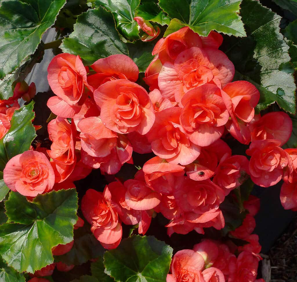 flower bed ideas