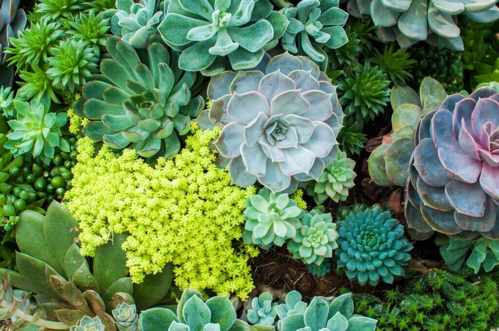 flower beds