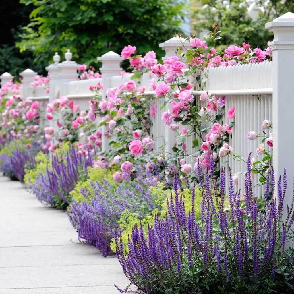 Gorgeous Pink Roses flower beds