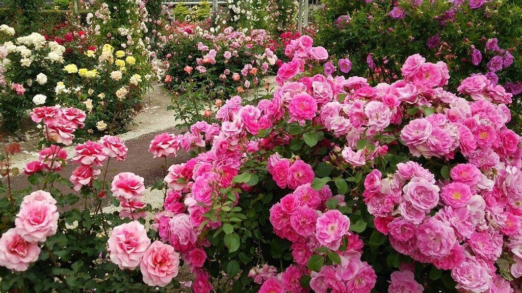 Gorgeous Pink Roses