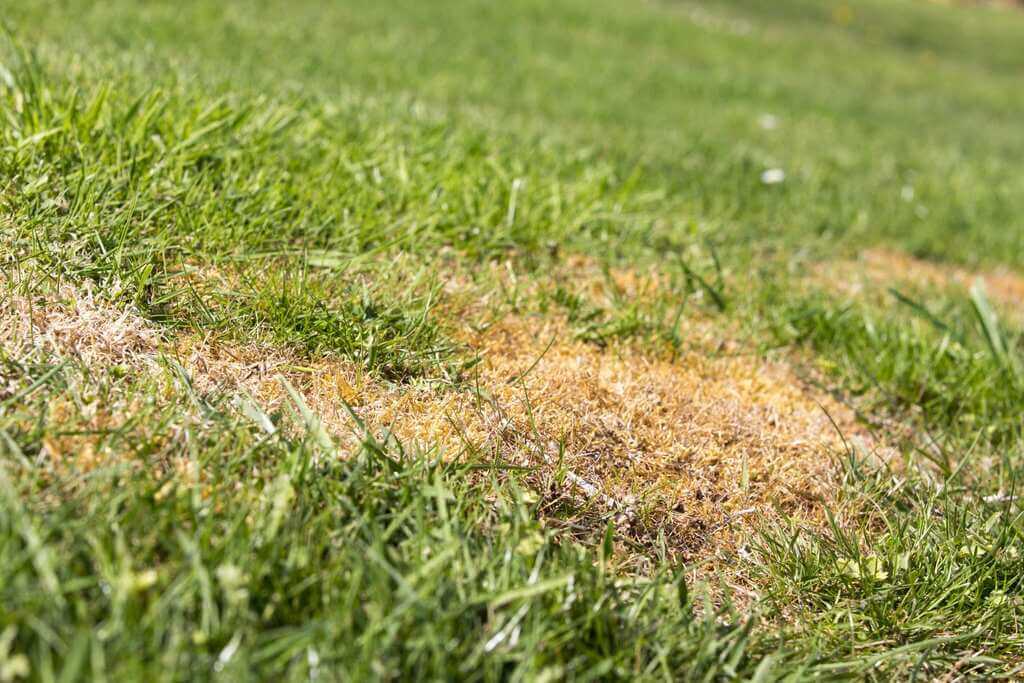 Causes of Lawn Damage