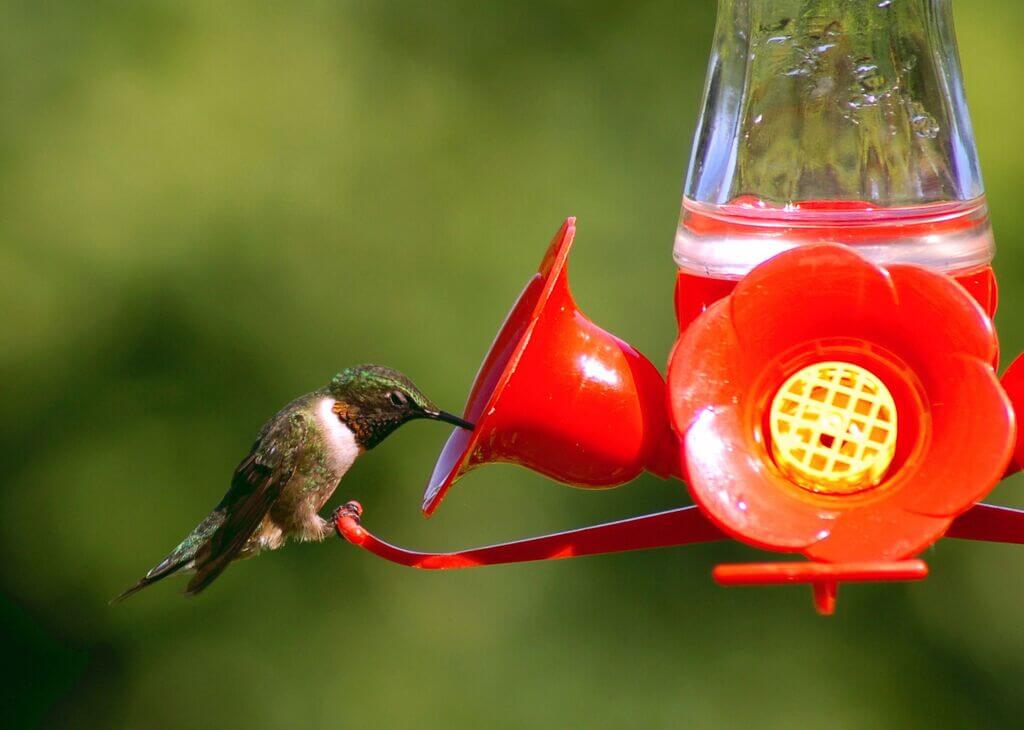 Best Hummingbird Feeder for Best Sight