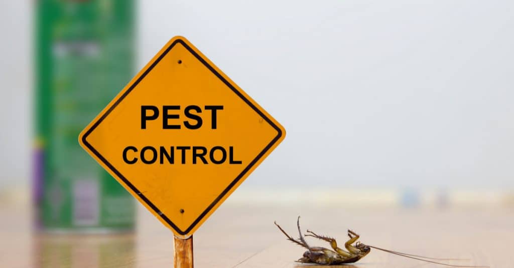 Why Annual Pest Control Is Important