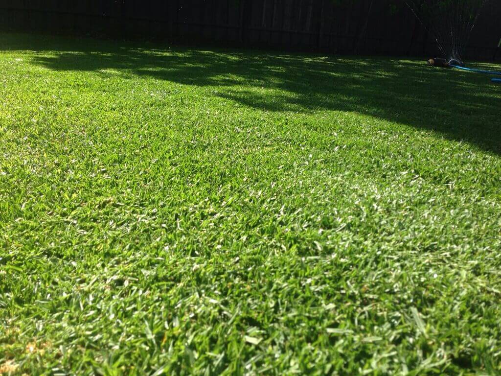 Best Lawn Types