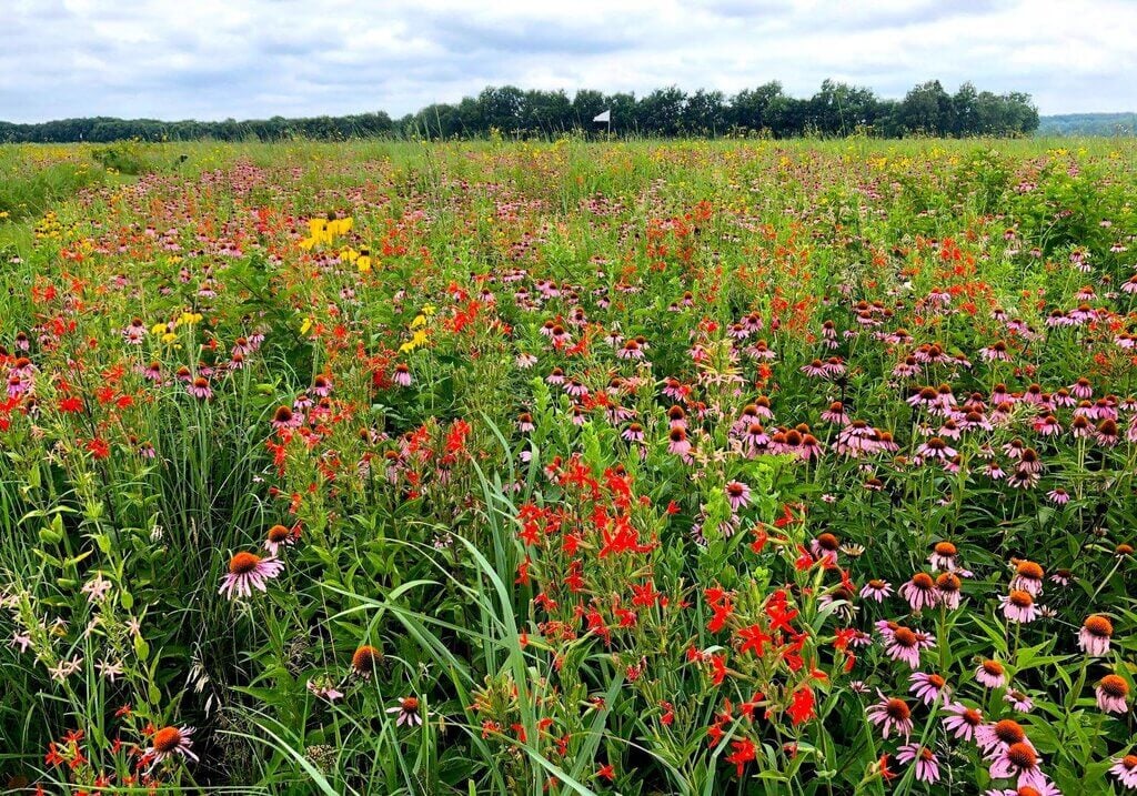 Replacing Invasive Species with Alabama Prairie Plants